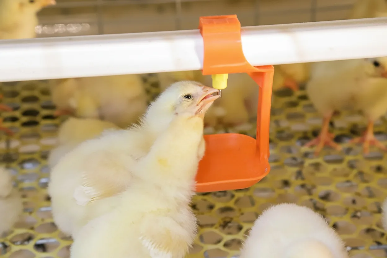 Jeune poussin en cage à la tétine d'abreuvement automatique